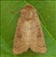 2382 (73.097) Rustic